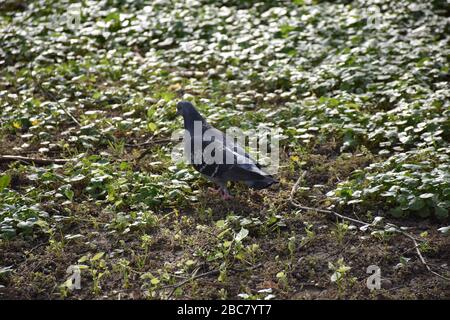 Pigeon avec plumes grises sur herbe verte Banque D'Images