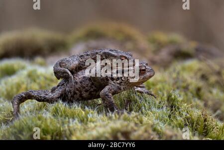 Toad commun (Bufo bufo) femelle de report mâle à la piscine de reproduction, au printemps, Dumfries, SW Ecosse Banque D'Images