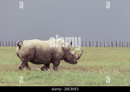 Une belle photo d'un rhinocéros Banque D'Images