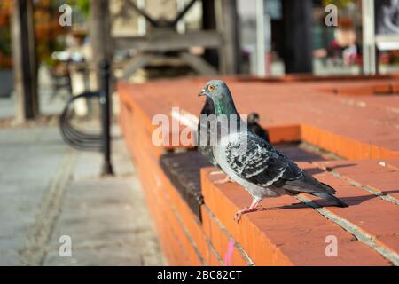 Pigeon sauvage gris debout sur un mur rouge dans une ville Banque D'Images