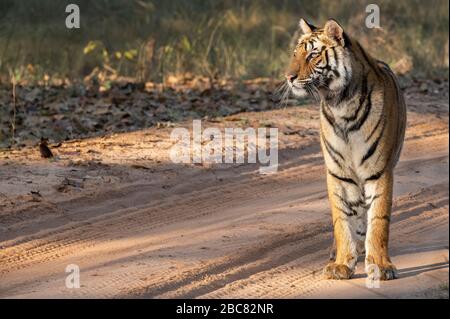 Inde, Madhya Pradesh, parc national de Bandhavgarh. Jeune tigre du Bengale (SAUVAGE: Panthera tigris) espèce en voie de disparition. Banque D'Images