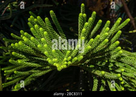 Branches d'un corail Araucaria ou PIN de Cook ou PIN de Nouvelle-Calédonie ou Araucaria de Cook (araucaria columnaris) Banque D'Images