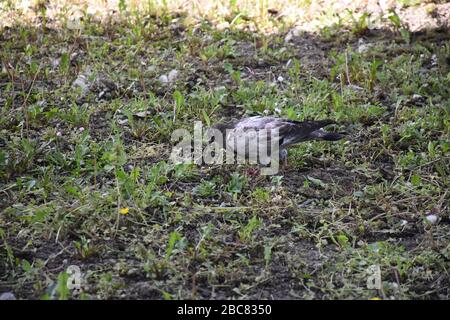 Un pigeon gris-blanc se dresse et se tasse sur l'herbe Banque D'Images