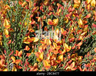 Gorse à fleurs, genista, en jaune et orange Banque D'Images