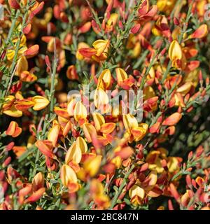 Gorse à fleurs, genista, en jaune et orange Banque D'Images