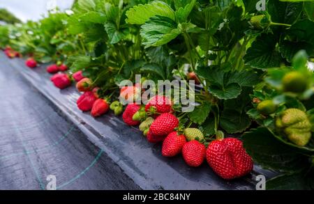 Plantation de fraises mûres. Rangées de fraises fraîches qui sont cultivées dans des serres Banque D'Images