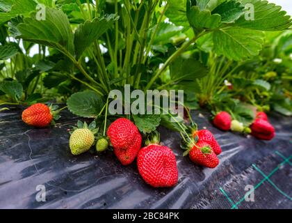 Plantation de fraises mûres. Rangées de fraises fraîches qui sont cultivées dans des serres Banque D'Images