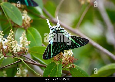 Papillon, URANIA SWALLOWTAIL MOTH, Urania leilus, ORINOCO DELTA, Venezuela, Amérique du Sud, Amérique Banque D'Images