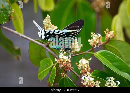 Papillon, URANIA SWALLOWTAIL MOTH, Urania leilus, ORINOCO DELTA, Venezuela, Amérique du Sud, Amérique Banque D'Images