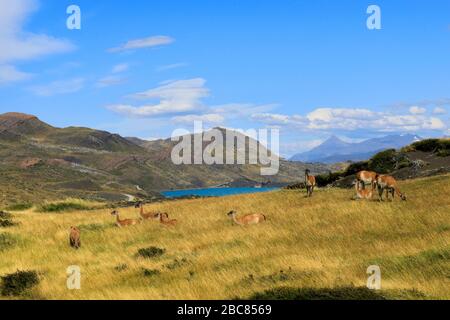 Guanacos dans le parc national de Torres del Paine, région de Magallanes, Patagonie, Chili, Amérique du Sud Banque D'Images