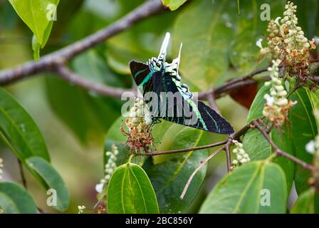 Papillon, URANIA SWALLOWTAIL MOTH, Urania leilus, ORINOCO DELTA, Venezuela, Amérique du Sud, Amérique Banque D'Images