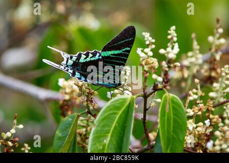 Papillon, URANIA SWALLOWTAIL MOTH, Urania leilus, ORINOCO DELTA, Venezuela, Amérique du Sud, Amérique Banque D'Images