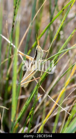 Mermiria adulte à deux rayures (Mermiria bivittata) perché sur la végétation dans l'est du Colorado Banque D'Images