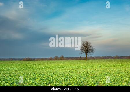 Arbre solitaire sans feuilles dans un champ vert et nuages de beauté sur le ciel Banque D'Images