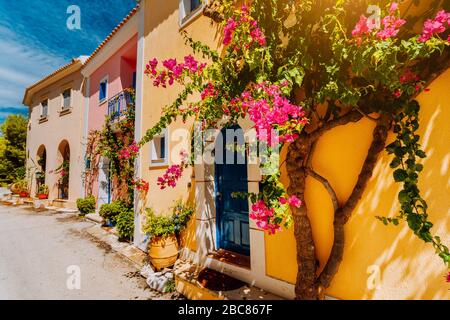 Couleurs traditionnelles maisons grecques à Assos village. Fuchsia en fleurs fleurs plantes croître autour de porte. La lumière du soleil chaude. L'île de Céphalonie, Grèce. Banque D'Images