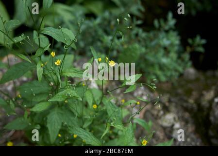 Lapsana communis aux fleurs jaunes Banque D'Images