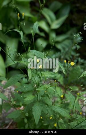 Lapsana communis aux fleurs jaunes Banque D'Images