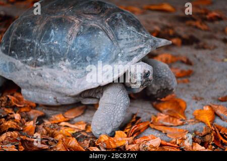 Aldabra Tortue géante sur l'île de la Digue, Seychelles. Banque D'Images