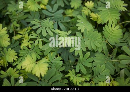 Feuilles texturées Mimosa pudica Banque D'Images