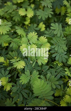 Feuilles texturées Mimosa pudica Banque D'Images
