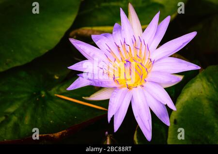 Gros plan sur un nénuphars Banque D'Images