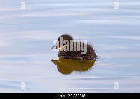 Mignonne canard d'eider commun (Somateria mollissima) chick nageant en mer Banque D'Images