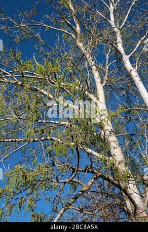 L'arbre Populus alba se rapproche Banque D'Images