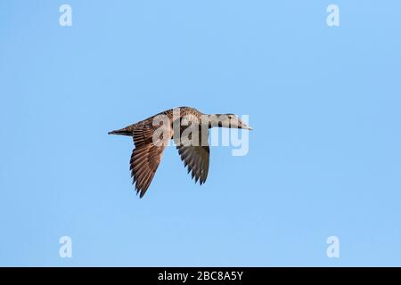 Canard d'eider commun (Somateria mollissima) femelle volant contre le ciel bleu au printemps Banque D'Images
