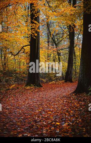 Scène forestière d'automne. Chemin de marche dans le feuillage de couleur dorée chute entre les grands arbres. Banque D'Images