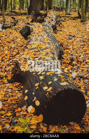 Close up d'un grand et vieux log in autumnal forêt mixte couverts par la chute des feuilles. Banque D'Images