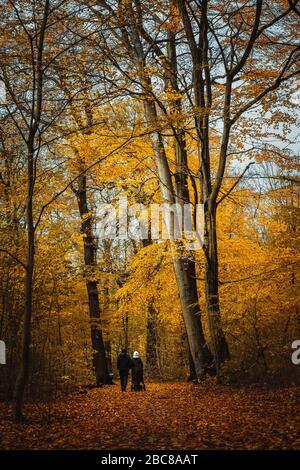 Couple non reconnaissable avec buggy sur la voie. Arbres couverts de feuilles d'or dans la forêt d'automne. Banque D'Images