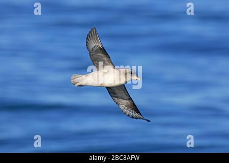 Fulmar du Nord / fulmar arctique (Fulmarus glacialis) en vol au-dessus de l'eau de mer Banque D'Images