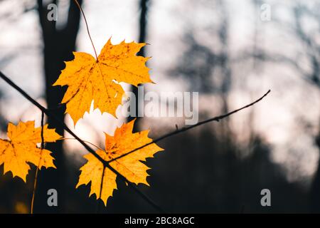 Automne avec les dernières feuilles d'érable jaune sur la branche des arbres en lumière du soir. Banque D'Images