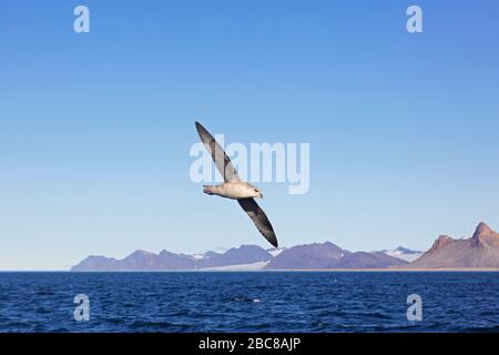 Fulmar du Nord / fulmar arctique (Fulmarus glacialis) en vol au-dessus de l'eau de mer, Svalbard / Spitsbergen, Norvège Banque D'Images