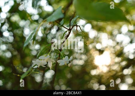 fleur blanche de prune d'eau sauvage suspendue sur la branche qui coule du vent souffle dans le jardin avec coucher de soleil Banque D'Images