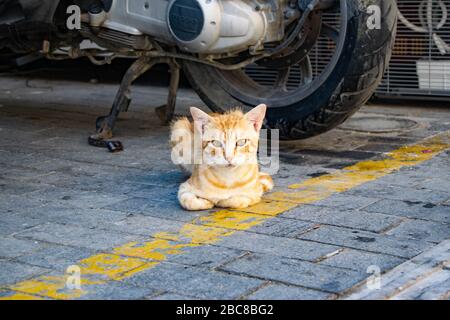 Un chat de gingembre assis près d'un pneu de moto dans une rue à Héraklion, Crète Banque D'Images