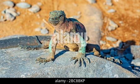 Endémie Espanola Marine Iguana (Amblyrhynchus cristatus venustissimus), appelée Iguana de Noël pour ses couleurs, île d'Espanola, Galapagos, Équateur. Banque D'Images