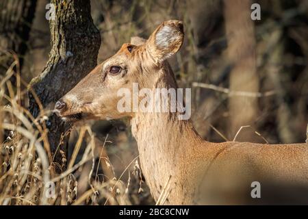 Cerf de Virginie mâle (Odocoileus virginianus) dans une forêt, buck Banque D'Images