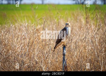 Faucon à queue rouge (Buteo jamaicensis) perché sur un poste Banque D'Images