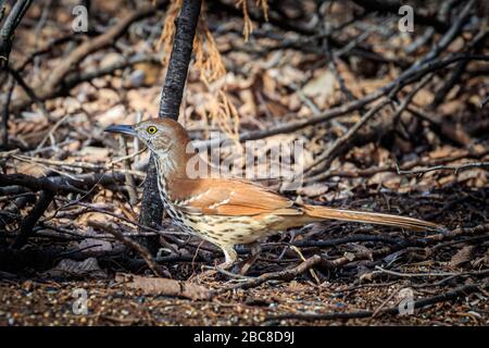 Le Thrasher brun (Toxostoma rufum) se nourrissant sur le sol Banque D'Images