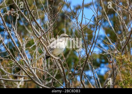 Mimus polyglottos (Mimus polyglottos) perché dans un arbre Banque D'Images