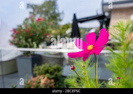 Plante cosmétique rose en fleurs à l'extérieur d'un bâtiment résidentiel Banque D'Images