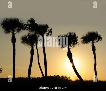 Coucher de soleil derrière les palmiers tropicaux à Captiva, Floride, États-Unis Banque D'Images