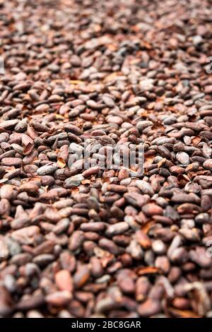 Gros plan vertical de la torréfaction de fèves de cacao prête pour la production de chocolat à Bali, Indonésie. Banque D'Images