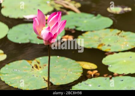 Vue horizontale d'une fleur de nénuphars rose sur un étang. Banque D'Images