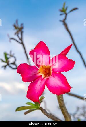 Vue verticale d'une fleur d'Oleander. Banque D'Images