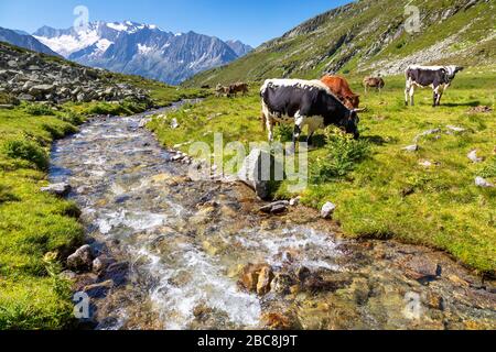 Les vaches braissent dans la vallée de Lapenkar sur Lapenkarbach, en arrière-plan le groupe Hochfeiler, Tyrol, district de Schwaz, Autriche Banque D'Images