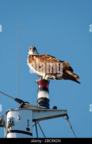 osprey; rapateur; debout sur mât de voilier; faune, animal; oiseau; Pandion halietus; États-Unis; Floride; printemps Banque D'Images