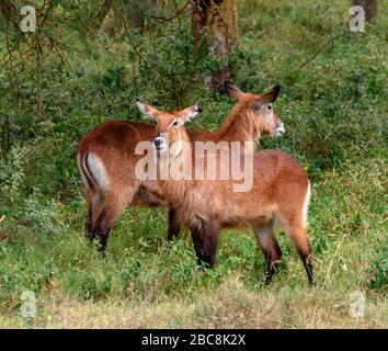 Defassa Waterbuck (Kobus ellipsiprymnus ssp. Defassa), parc national du lac Nakuru, Kenya, Afrique Banque D'Images