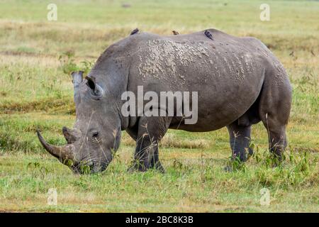 Rhinocéros blancs (Ceratotherium simum), parc national du lac Nakuru, Kenya, Afrique Banque D'Images